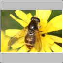 Cheilosia canicularis - Korbbluetler Erzschwebfliege w07a.jpg